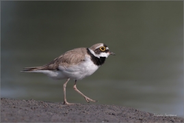 <p>KULÍK ŘÍČNÍ (Charadrius dubius) Varnsdorf ---- /Little ringed plover - Flussregenpfeifer/</p>